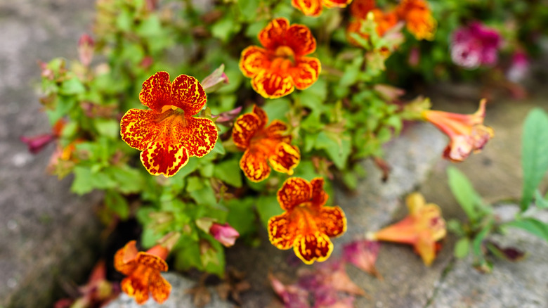 Orange and yellow monkey flowers growing in a garden.