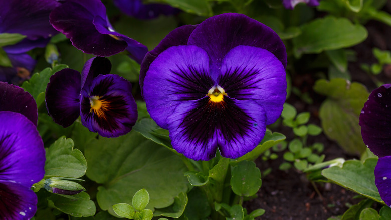 Dark purple pansies growing in the shade.