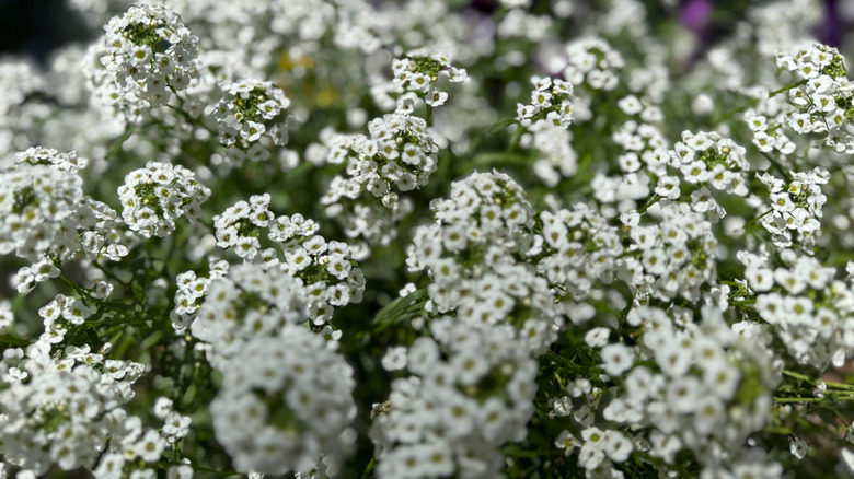 A cluster of sweet alyssum with tiny, white flowers.