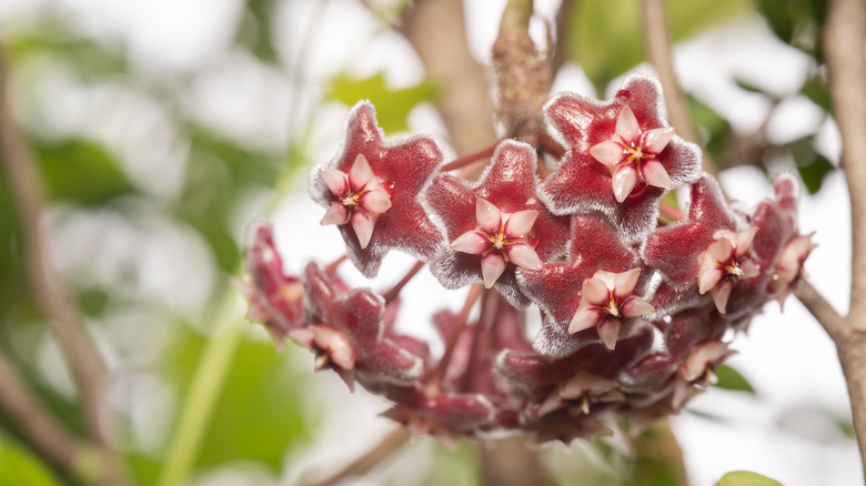 The unique wax-like blooms of the wax flower with their shiny blooms.