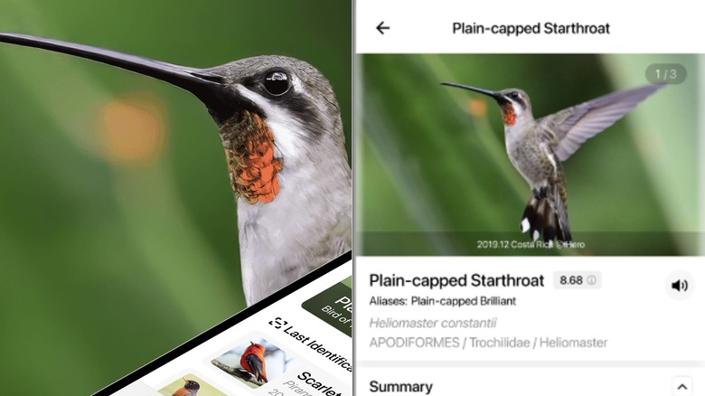 Side by side screen shots of the Aboutbirds app in action