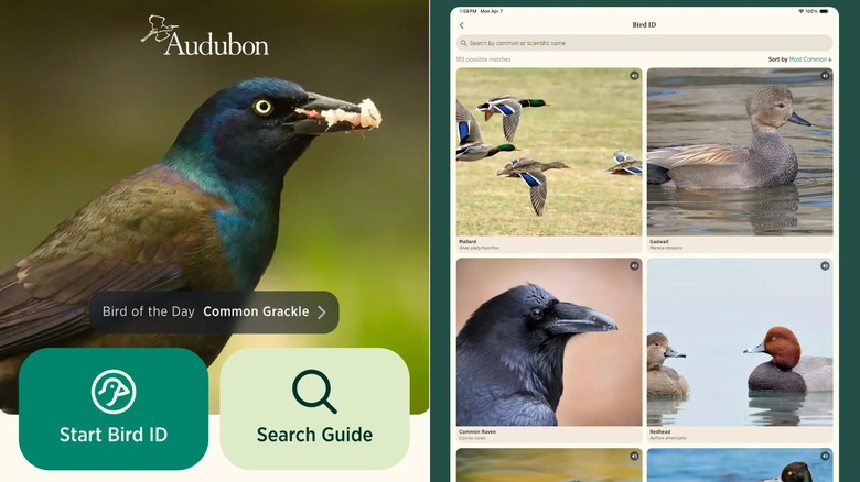 Side by side screen shots of the Audubon app in action