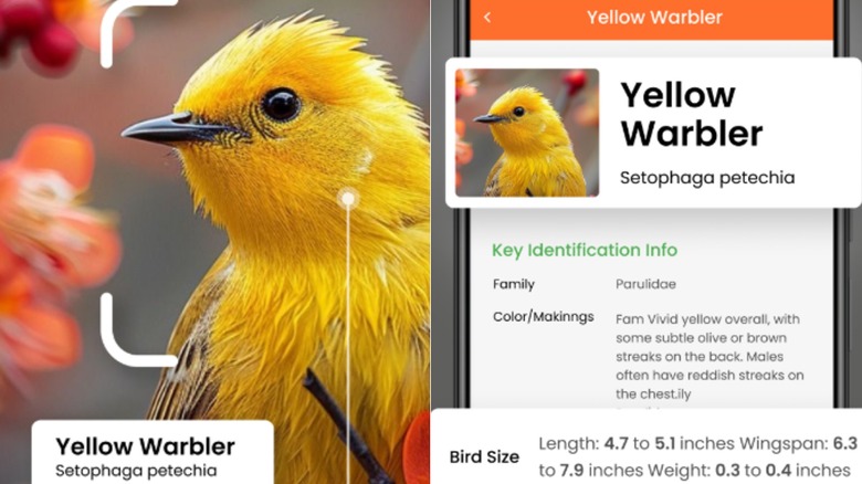 Side by side screen shots of the Bird Identifier Sound Call app in action