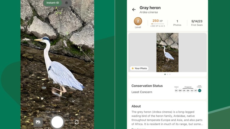 Side by side screen shots of the BirdDEX app in action