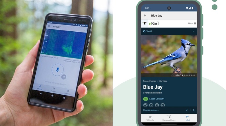 Side by side screen shots of the BirdNET app in action