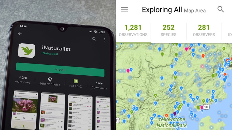 Side by side screen shots of the iNaturalist app in action