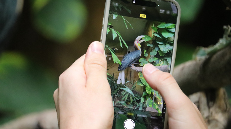 A person takes a photo of a tropical bird