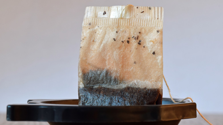 steeped black tea bag