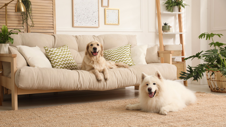 dogs in neutral living room