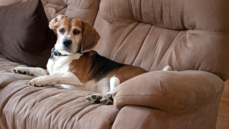 Best Dog Friendly Sofa Fabrics