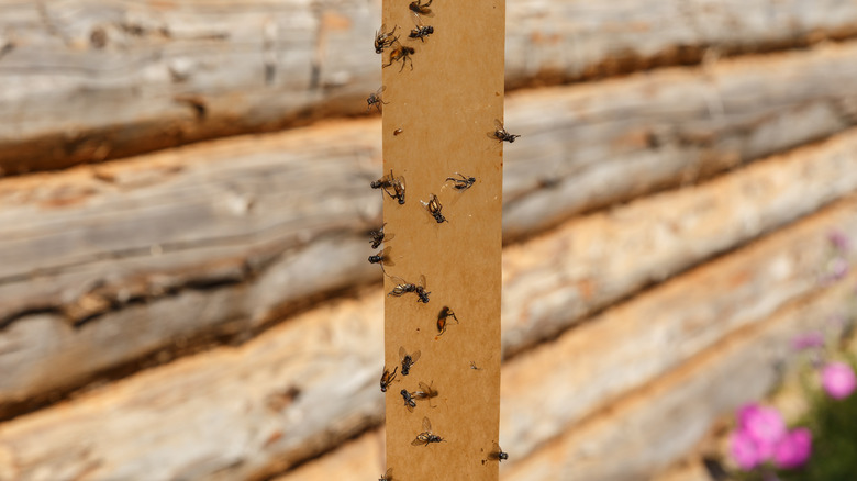 sticky tape fly trap