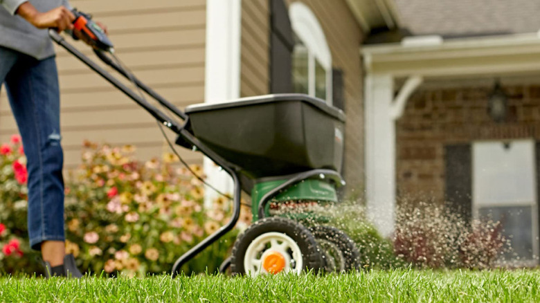A woman fertilizes her lawn with Scotts fertilizer