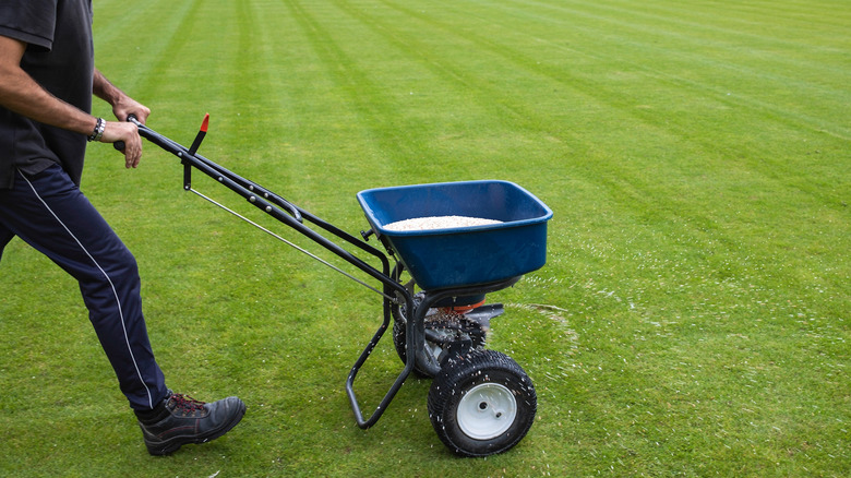Fertilizer being spread on a green lawn