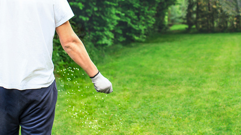 A man feeds his lawn with fertilizer