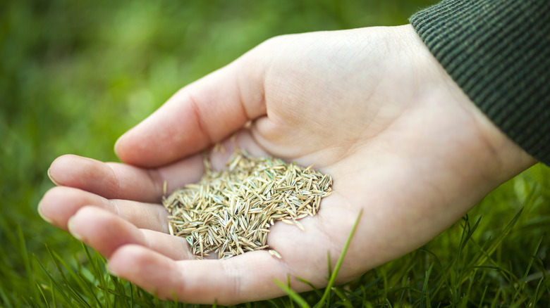 Grass seed held over a lawn