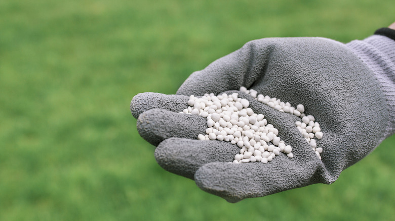 A hand holding fertilizer with grass in the background