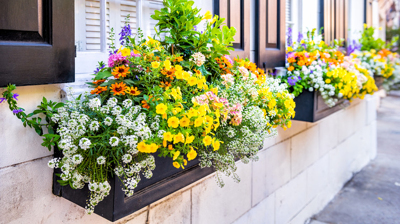 Flowering window box