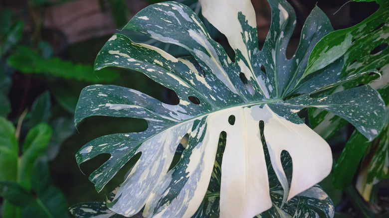 A variagated Monstera leaf features large white sections and white flecks against dark green.