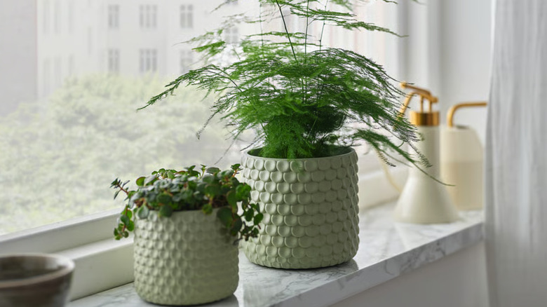 Plants in IKEA's GLACIÄRBJÖRN light green plant pot on a window sill