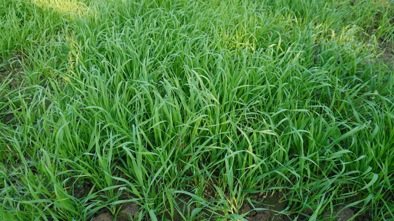 A close up of rye grass