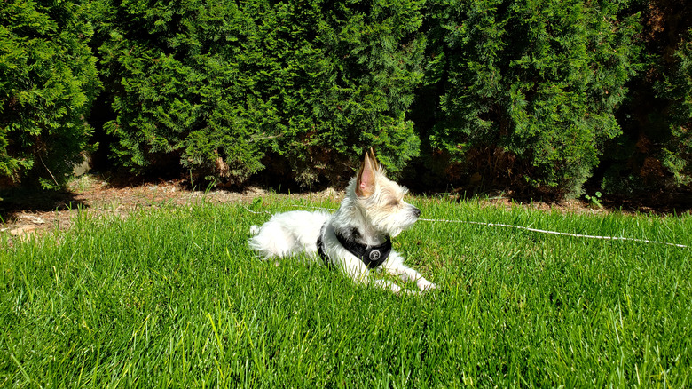 A dog relaxing on a buffalo grass lawn