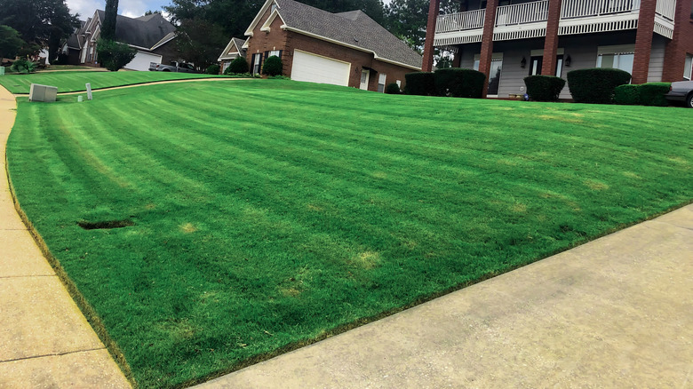 A well-maintained zoysia grass lawn