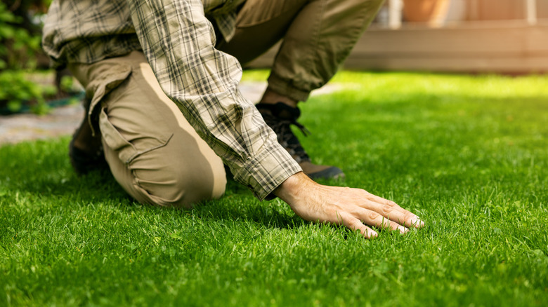 A man brushing a hand over the surface of a lawn