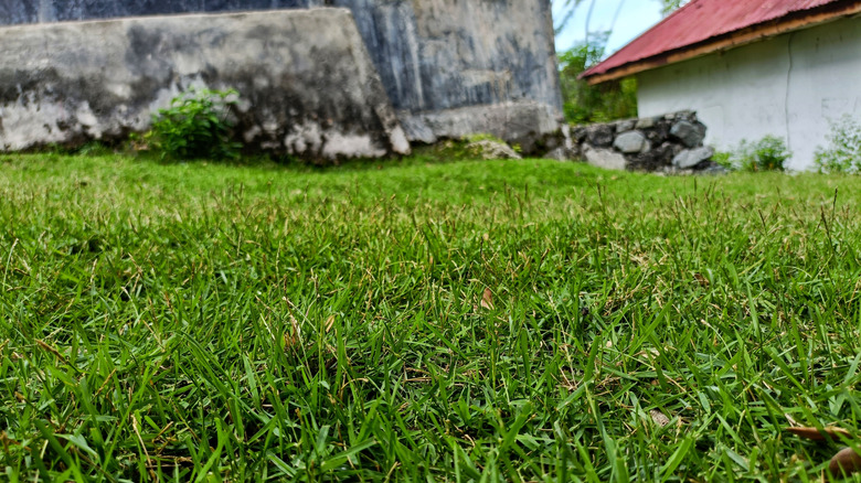 Close-up of a centipede grass lawn, with a house in the background
