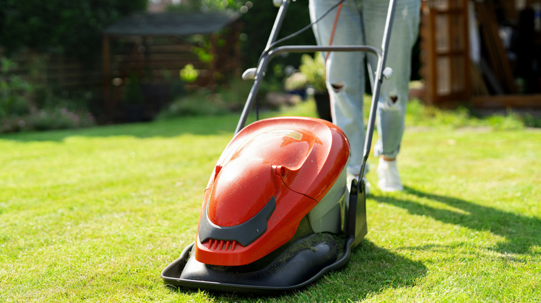 An electric push lawn mower being used to mow a lawn grass tight to the ground
