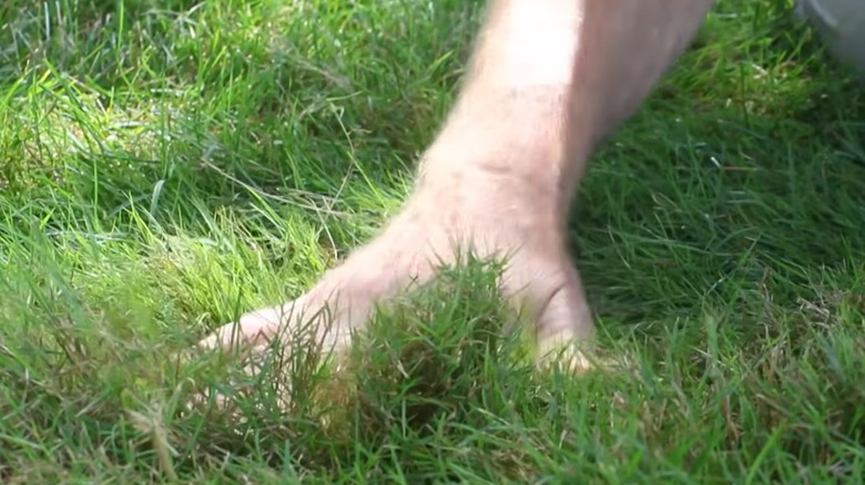 Someone tending to their bentgrass lawn
