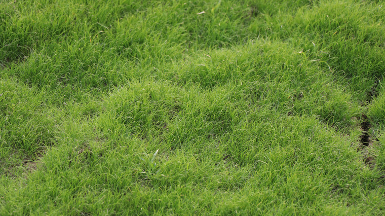 A dense, luscious patch of Kentucky bluegrass