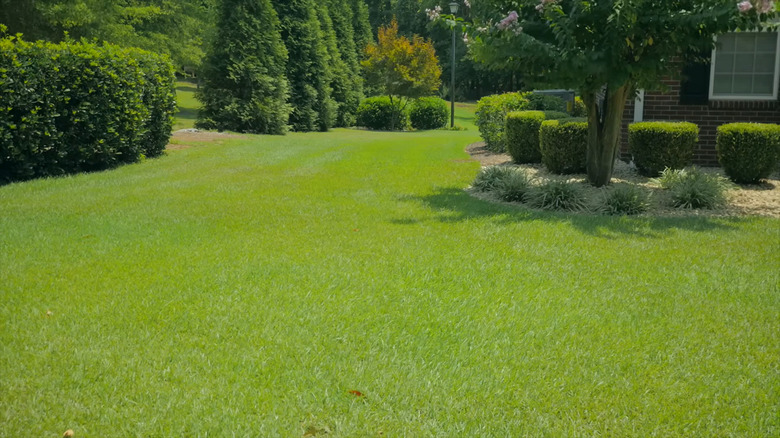 Well-maintained centipede grass in someone's lawn