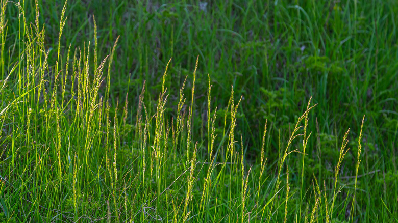 Perennial ryegrass that's been allowed to grow far longer than the recommended two inches