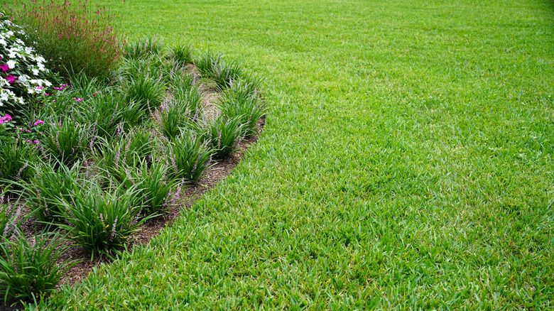 A lawn with St Augustine grass