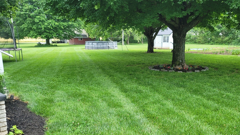 A well-maintained tall-fescue lawn