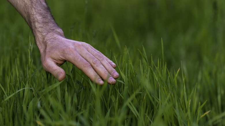 A hand inspecting a lawn with tall fescue grass