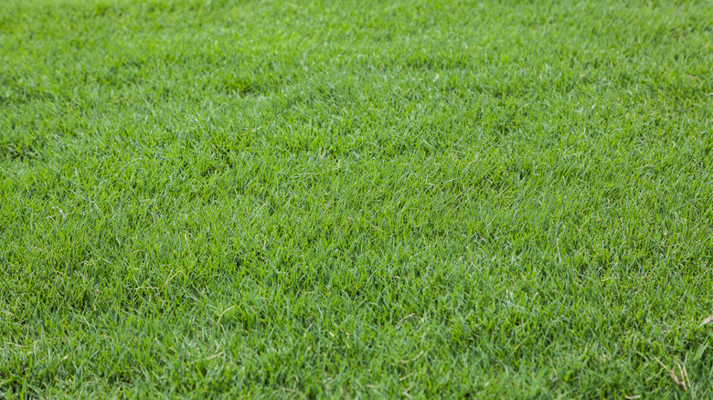 A lawn with well-maintained bermuda grass
