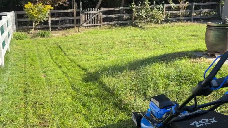 A person mowing turf-type fescue grass