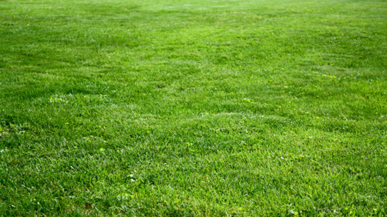 Freshly mowed Kentucky bluegrass