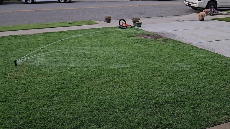 Sprinklers watering a buffalo grass lawn