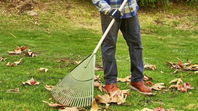 A person using a leaf rake