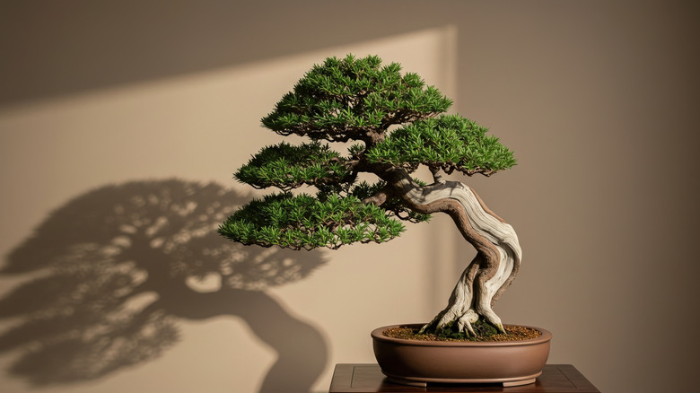 indoor bonsai tree casting shadow on wall
