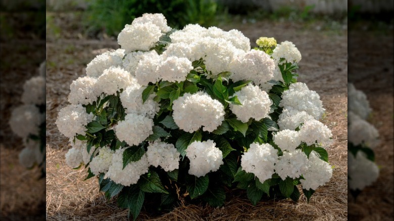 Endless Summer's DreamCloud Hydrangea in full bloom