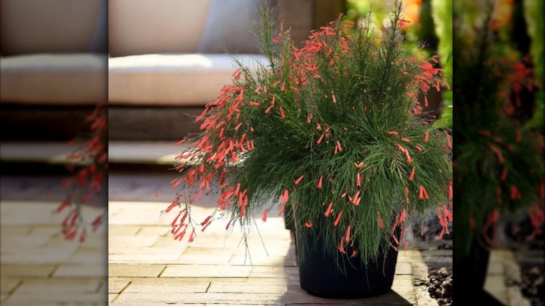 Nature's Way Farms' 1.72 Gallon Red Russelia Firecracker