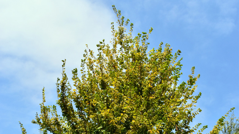 A thriving American hornbeam tree