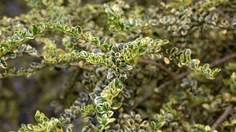 A close-up shot of the leaves on a box leaf azara tree