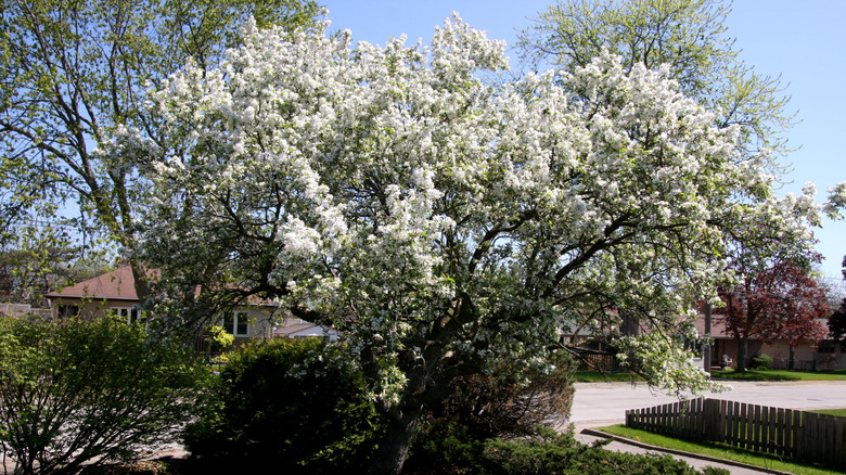 A crabapple tree with white blossoms in bloom in somebody's yard
