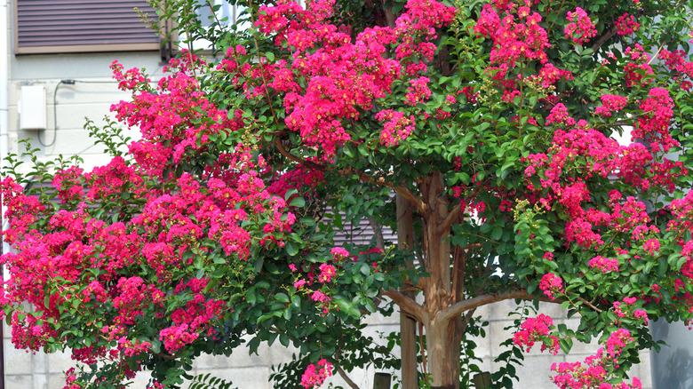 A crepe myrtle tree with stunning magenta flowers in full boom near a house