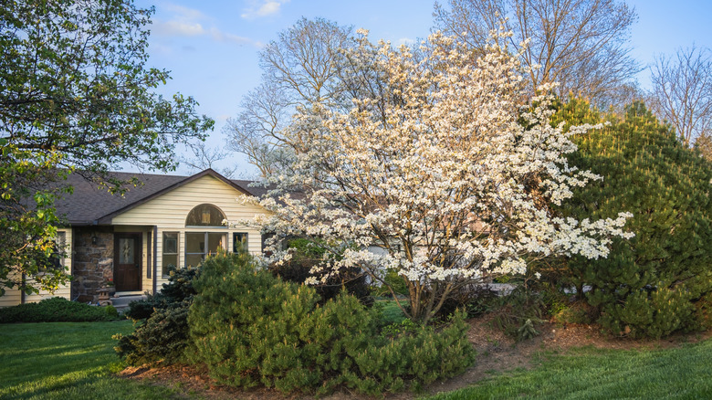 A dogwood tree flowering in a well-manicured front yard