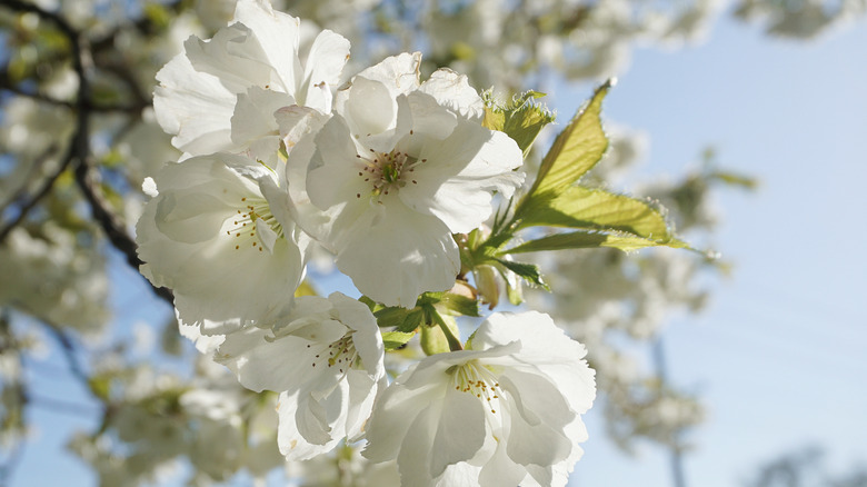 A flowering cherry tree in its full glory